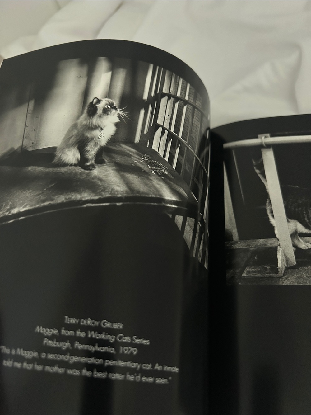 City Cats 90s Hardcover Photo Book Jean-Claude Suarès Italy vintage cat pictures - Picture 16 of 17